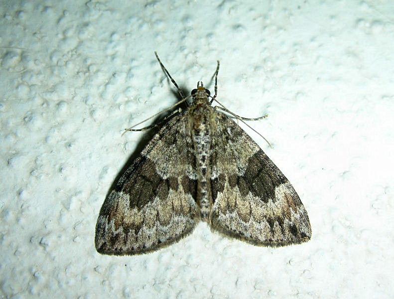 Idaea degeneraria, Bena bicolorana, Autographa gamma